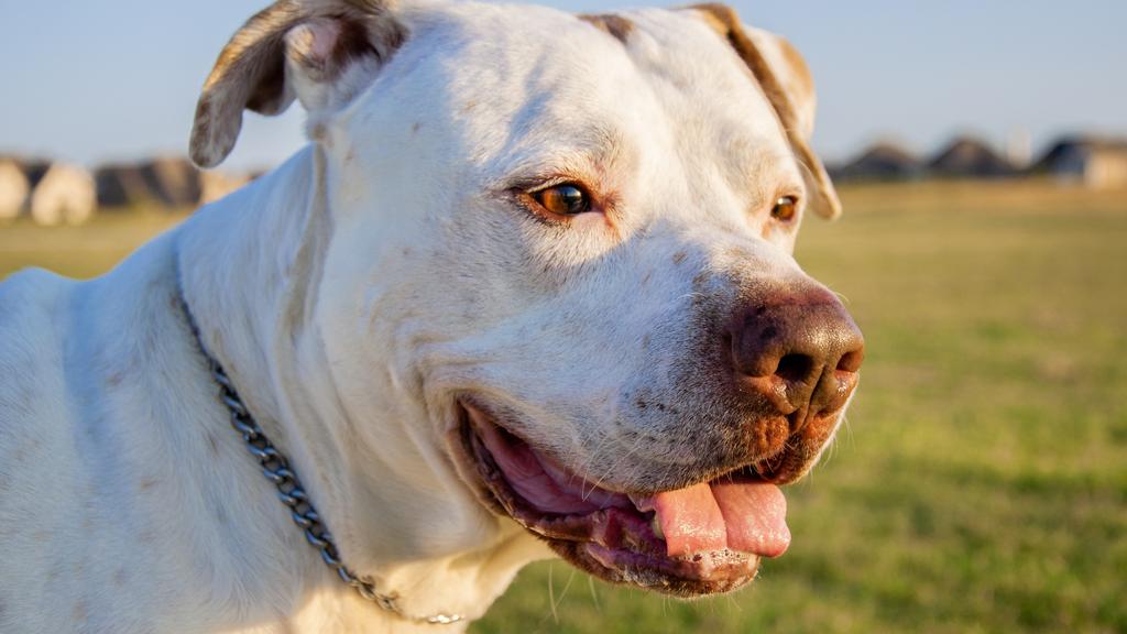Dogo Argentino