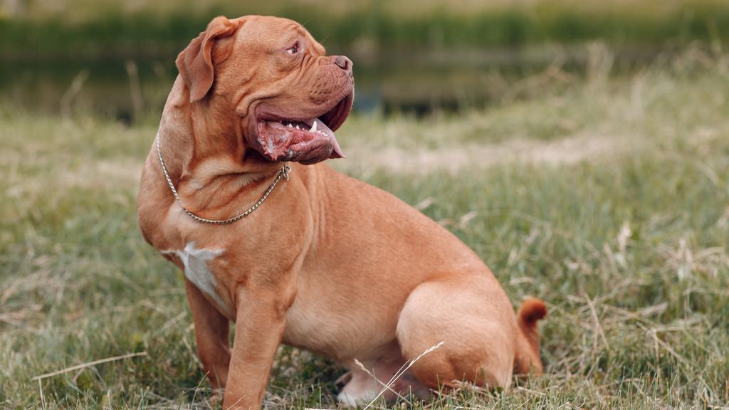 Dogue de Bordeaux