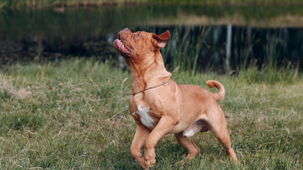 Temperament & Behavior icon