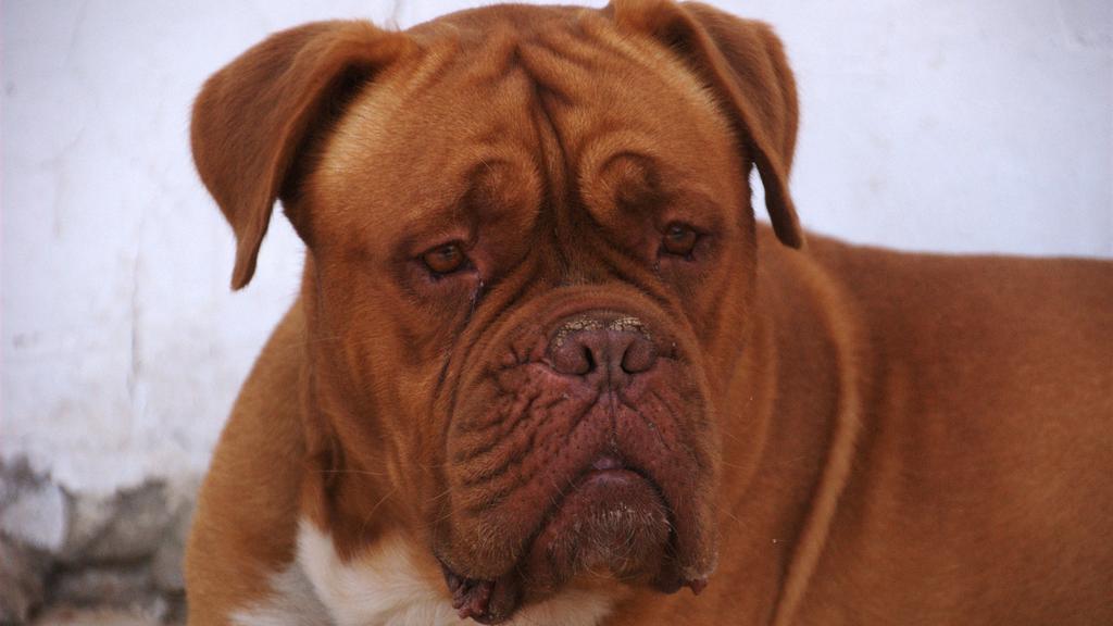 Dogue de Bordeaux