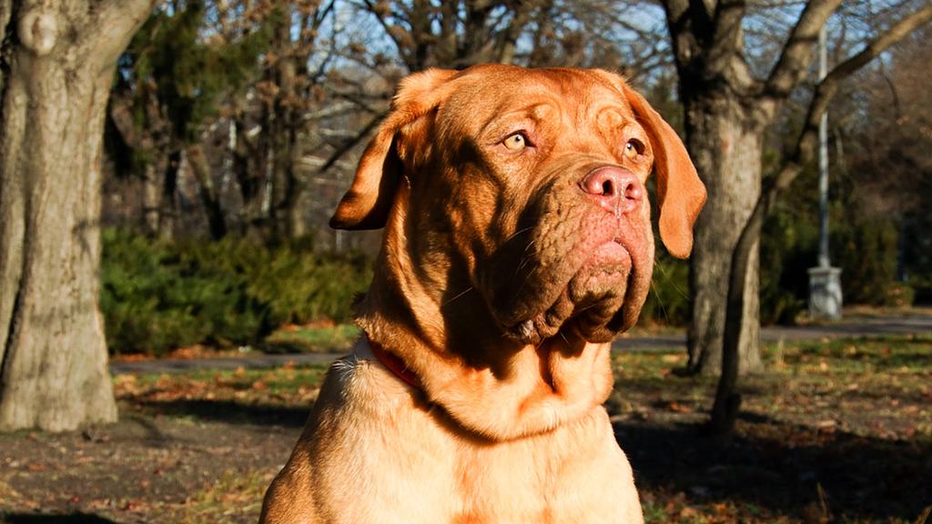Dogue de Bordeaux