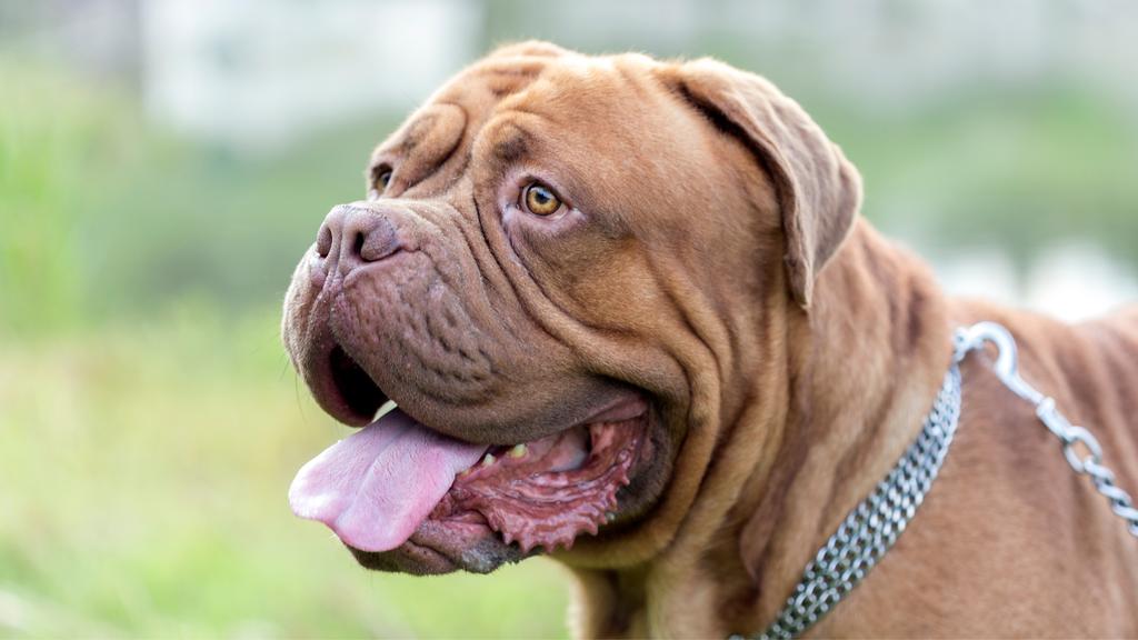 Dogue de Bordeaux