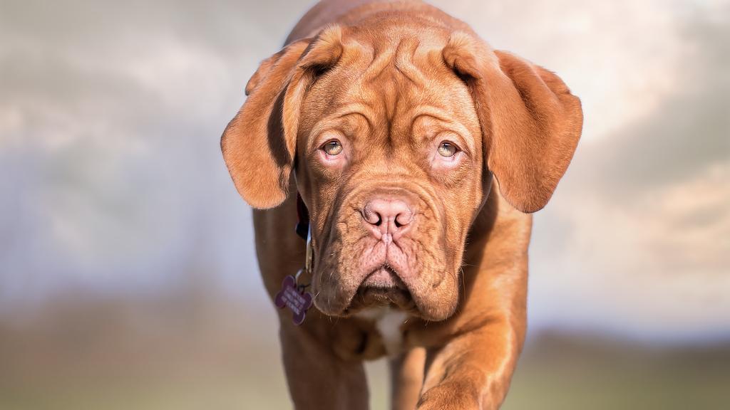Dogue de Bordeaux