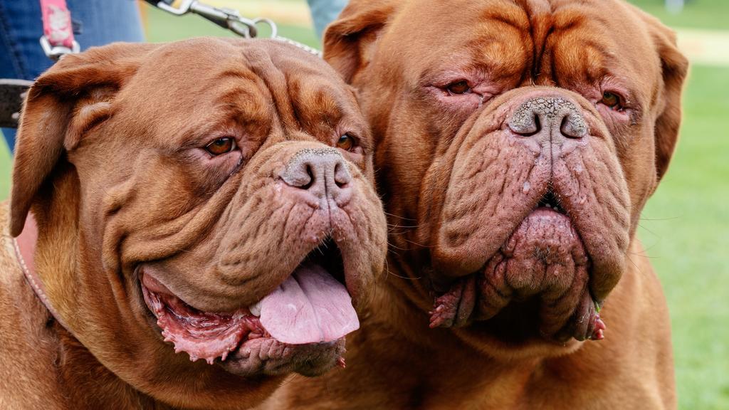 Dogue de Bordeaux