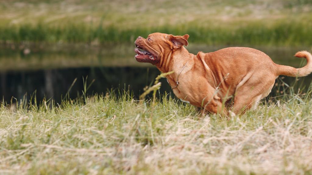 Exercise & Activity Needs icon