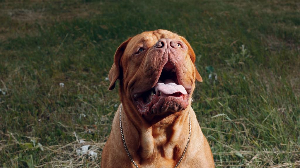 Dogue de Bordeaux
