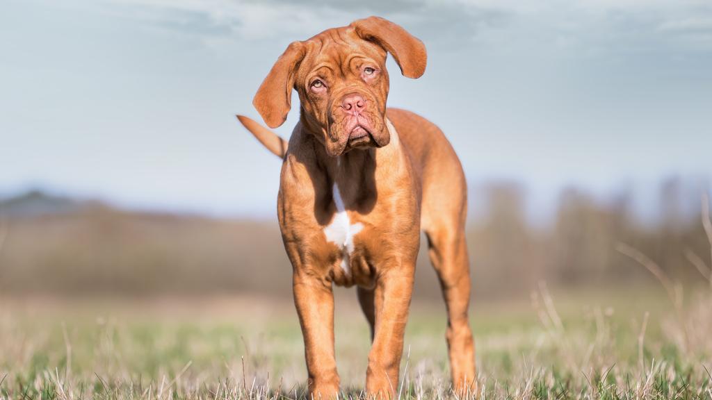 Dogue de Bordeaux