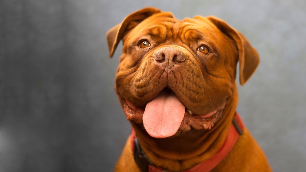 Dogue de Bordeaux