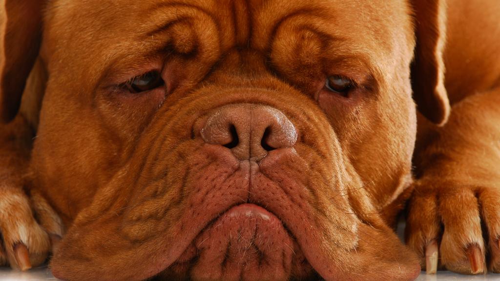 Dogue de Bordeaux