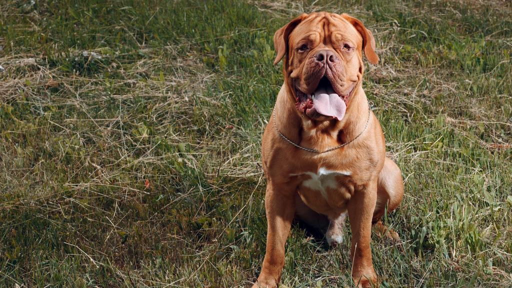 Adoption vs. Breeder Considerations icon