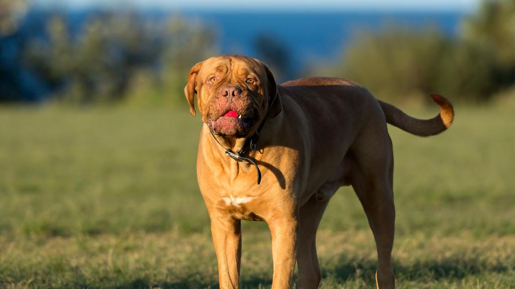 Dogue de Bordeaux