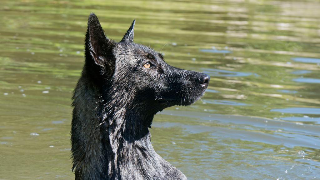Dutch Shepherd