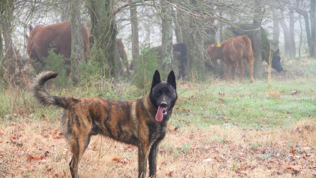 Dutch Shepherd