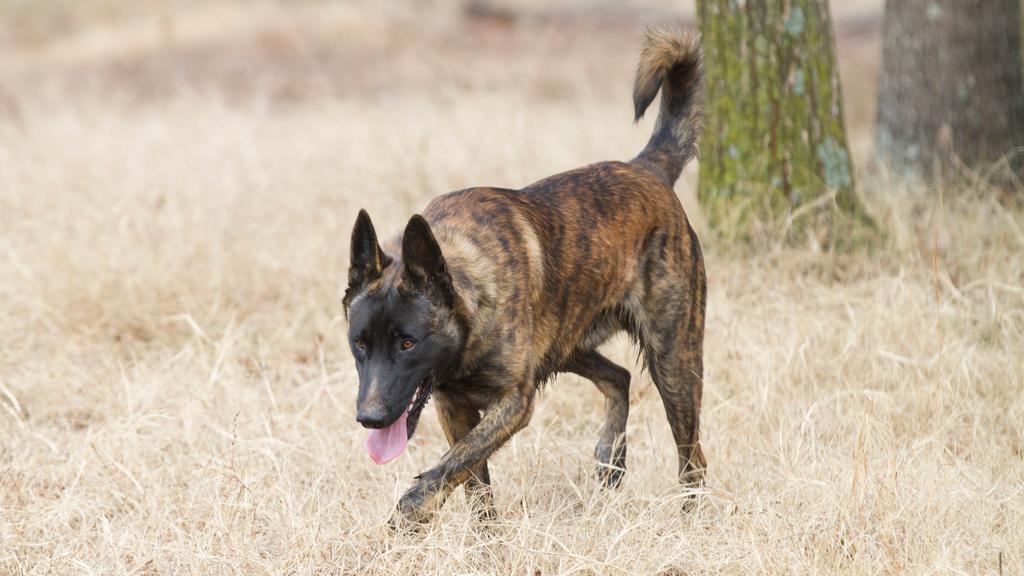 Dutch Shepherd
