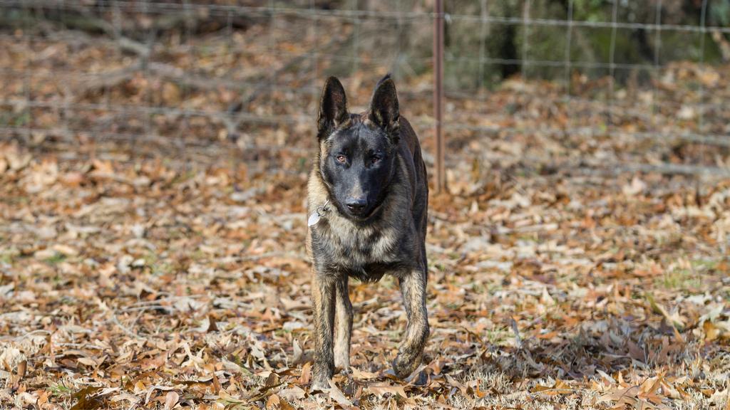 Suitability for First-Time vs. Experienced Owners icon