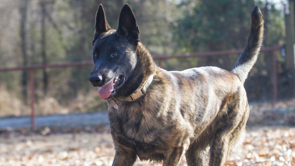 Dutch Shepherd
