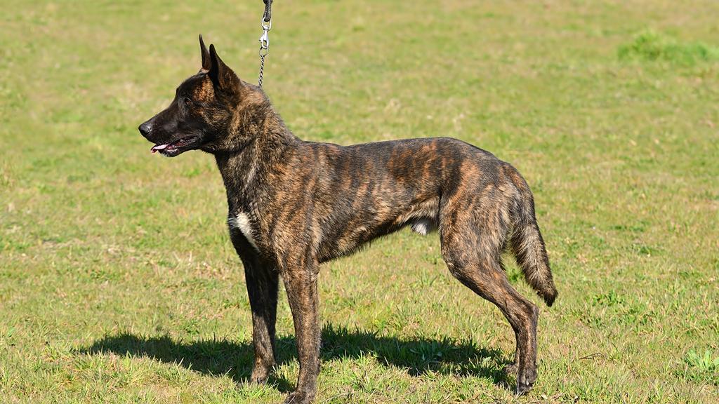 Basic Information icon