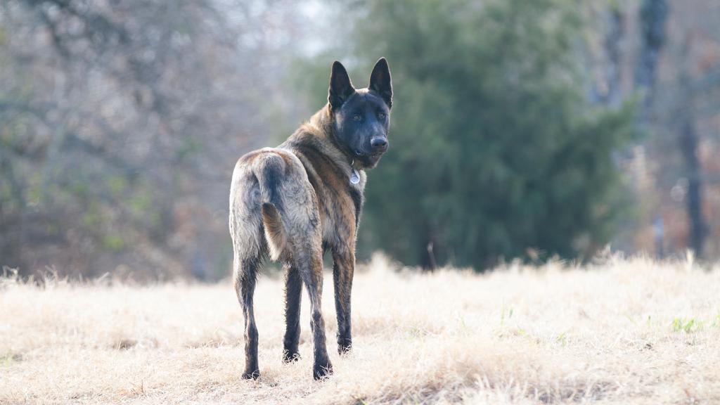 Dutch Shepherd