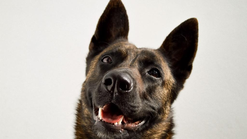 Adoption vs. Breeder Considerations icon