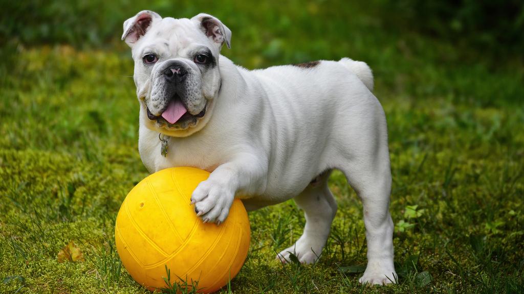 English Bulldog