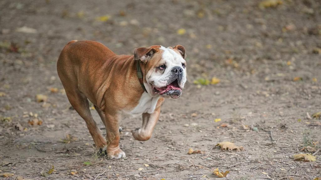 English Bulldog