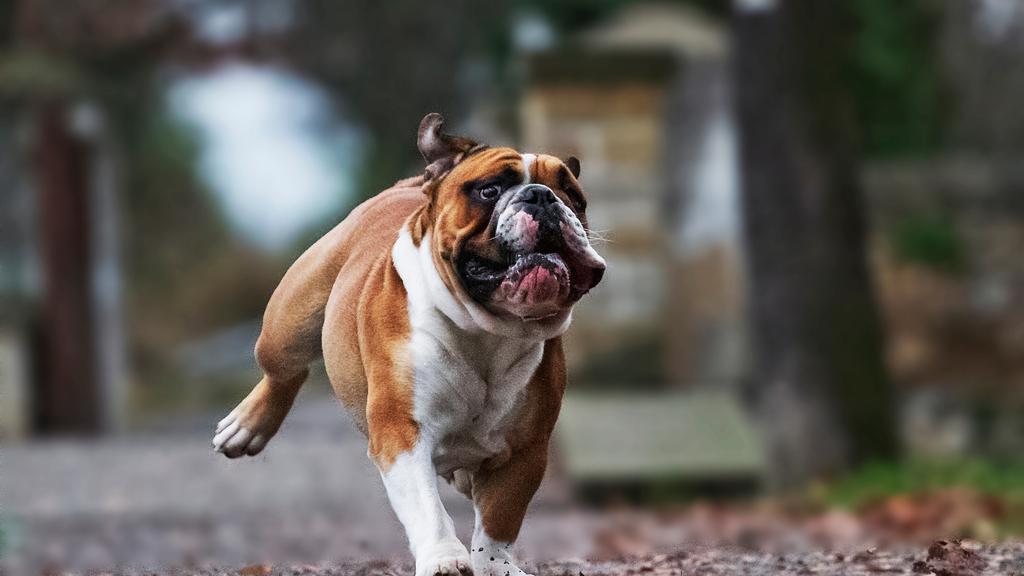 English Bulldog