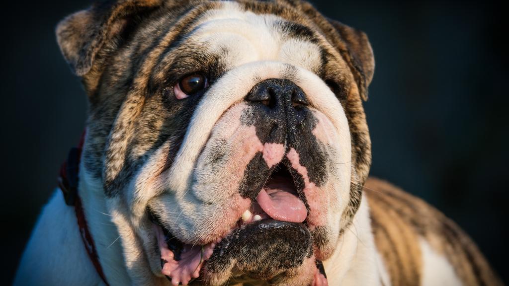 English Bulldog