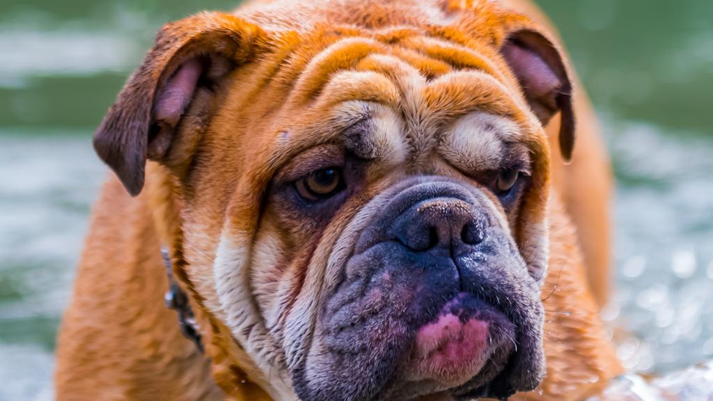 Suitability for First-Time vs. Experienced Owners icon