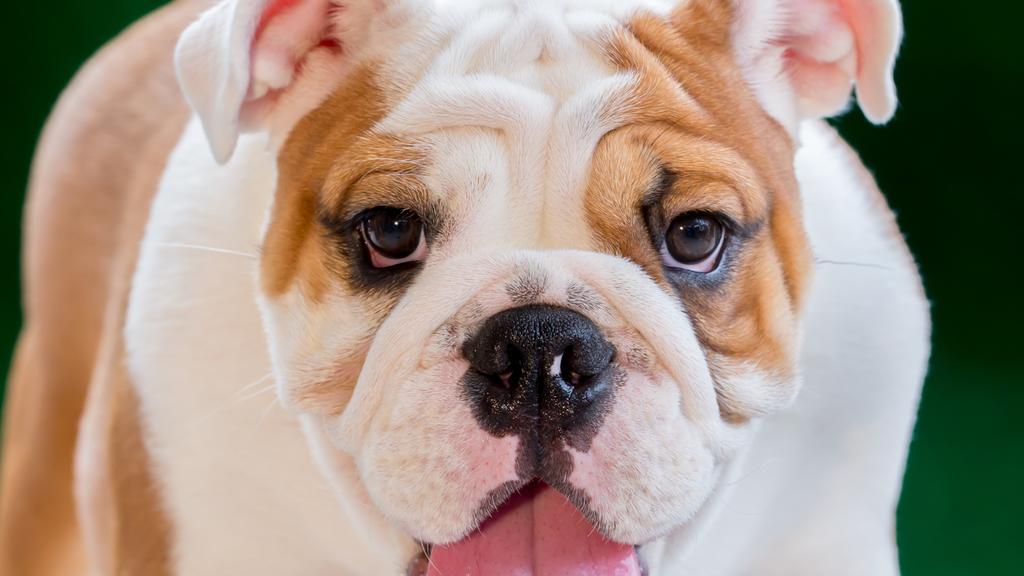 Adoption vs. Breeder Considerations icon