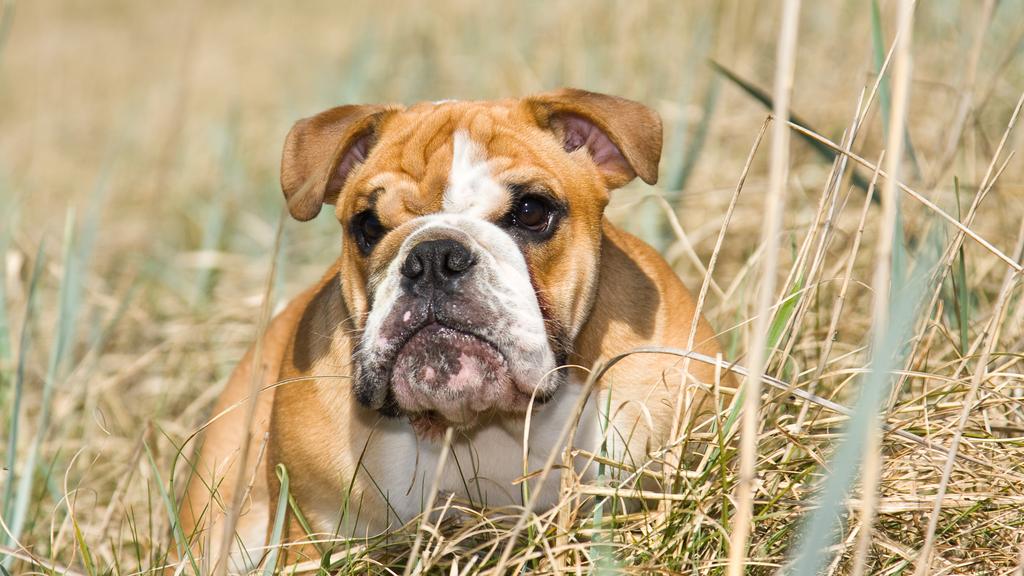 Basic Information icon