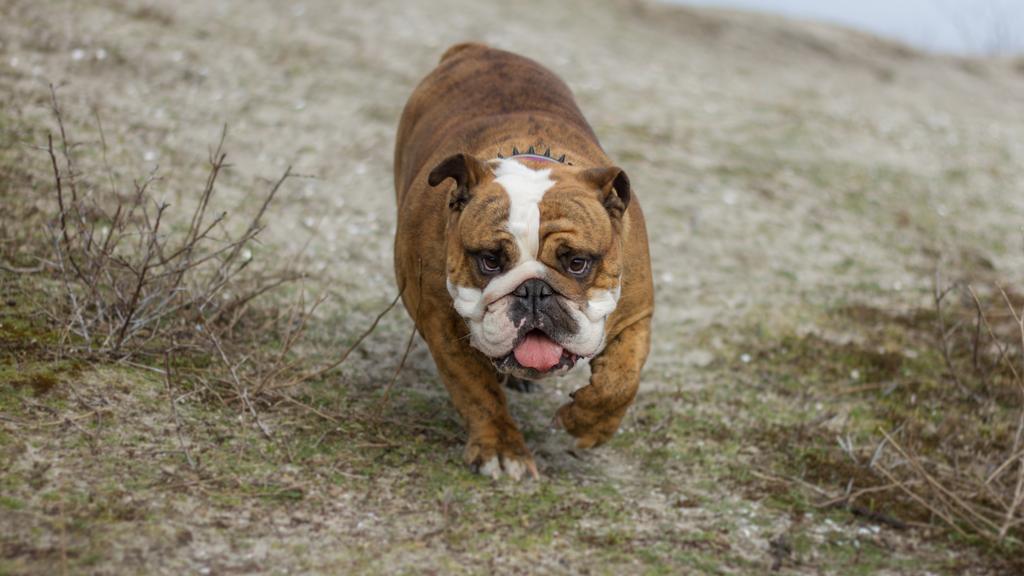 Basic Information icon