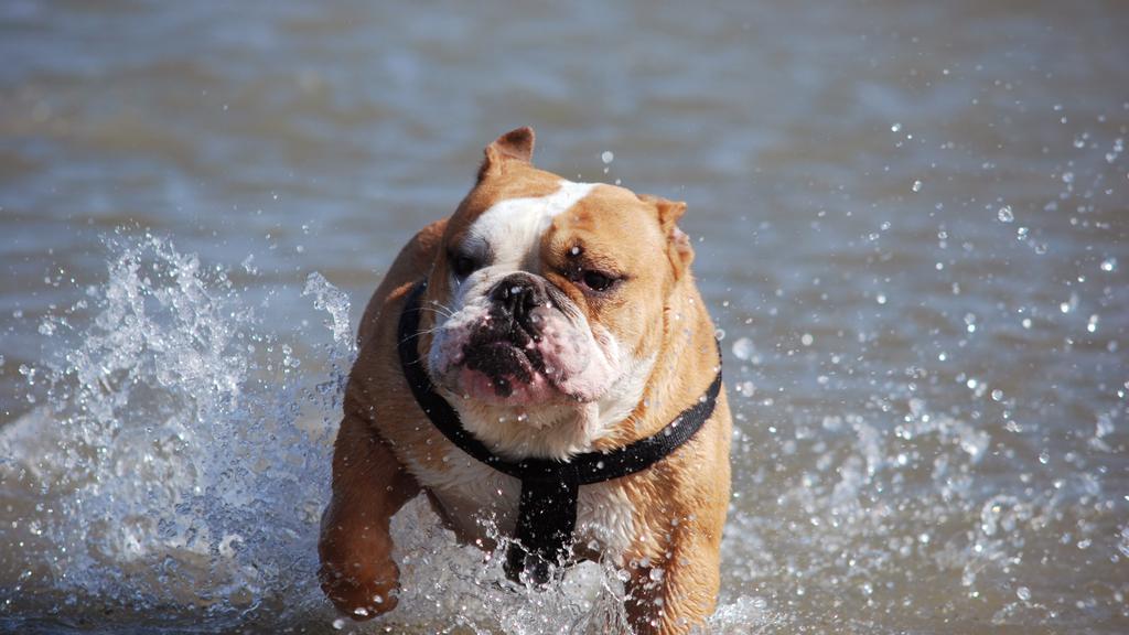 Suitability for First-Time vs. Experienced Owners icon