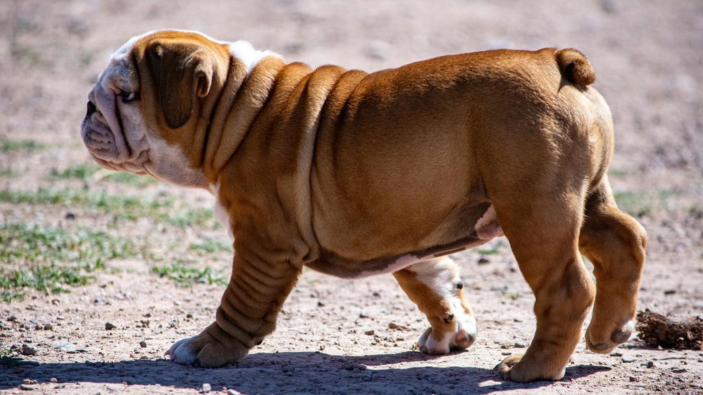 English Bulldog