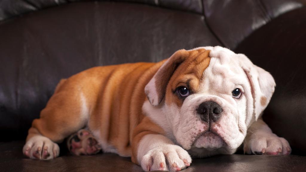 Exercise & Activity Needs icon