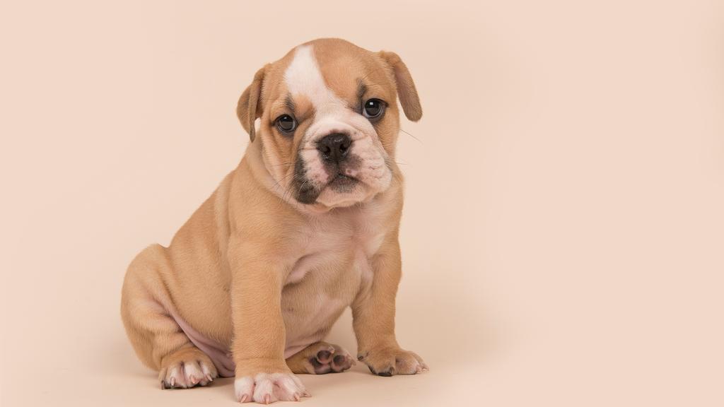 Life Stage Considerations icon