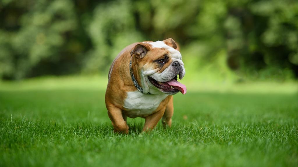 English Bulldog