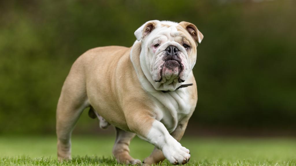 Grooming & Health icon