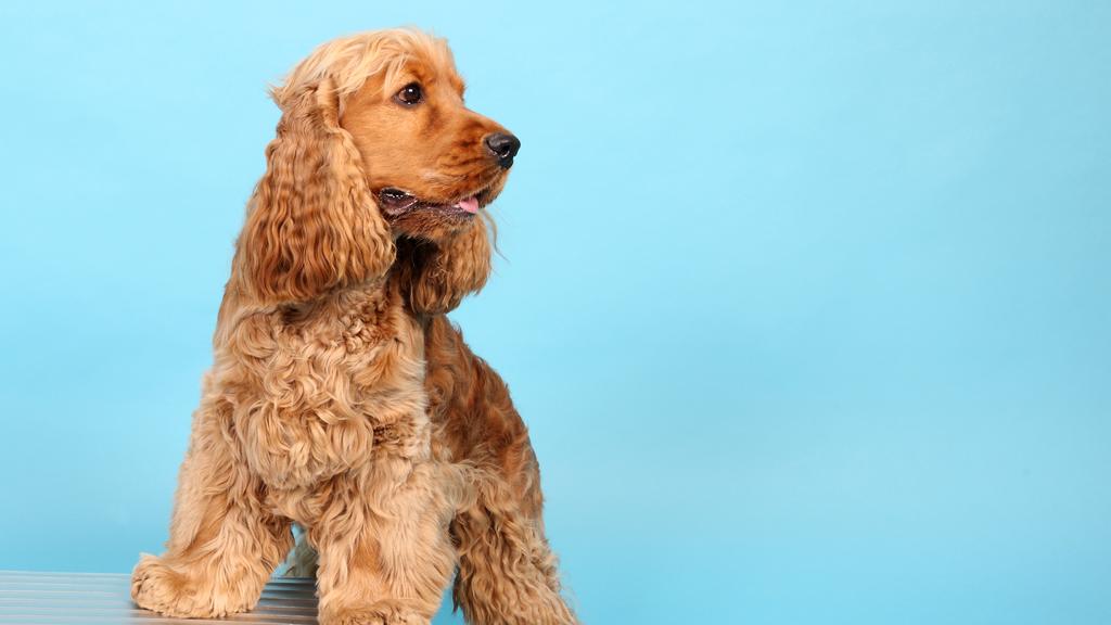 English Cocker Spaniel