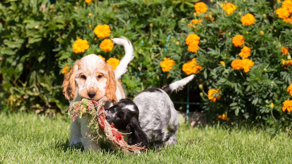 English Cocker Spaniel