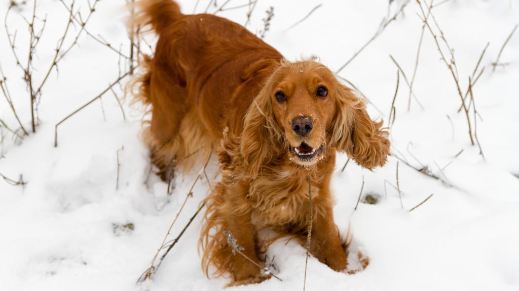 English Cocker Spaniel