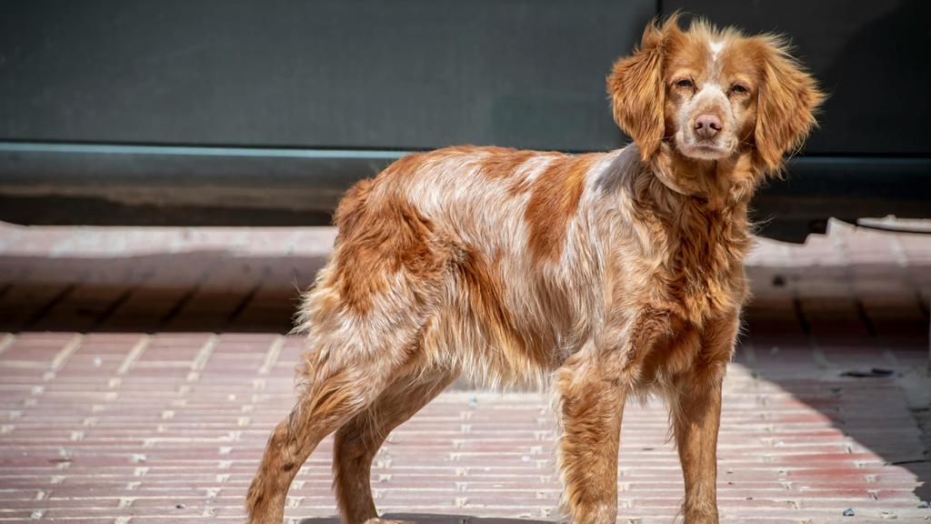 Long-Term Commitment & Special Considerations icon