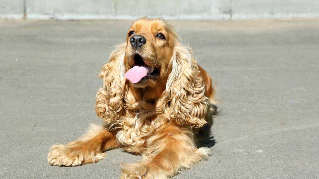 Suitability for First-Time vs. Experienced Owners icon