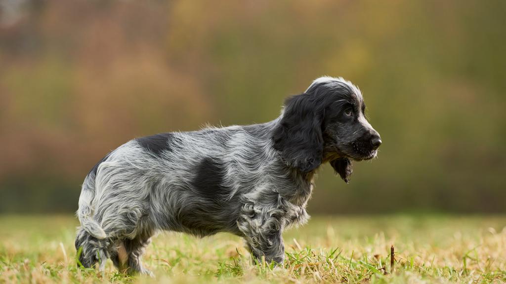 Temperament & Behavior icon