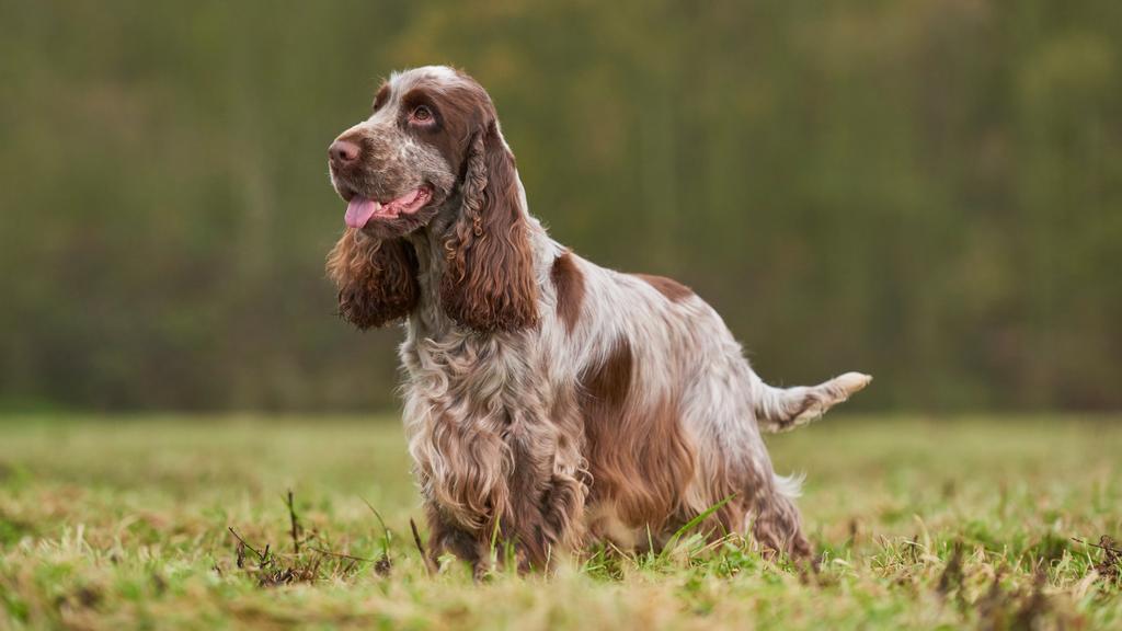 English Cocker Spaniel