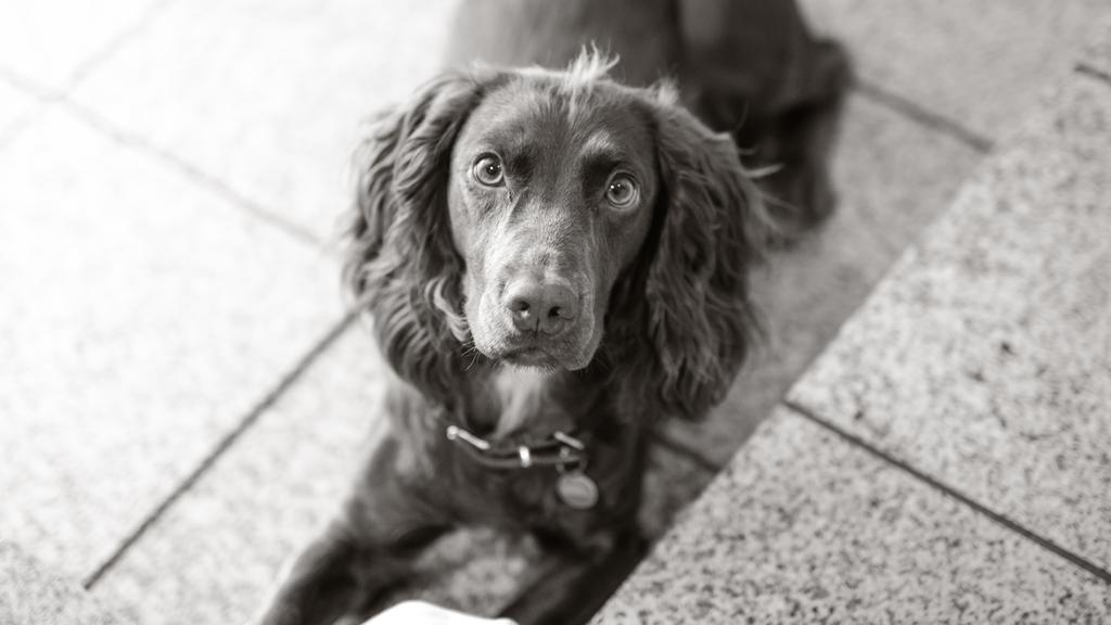 Adoption vs. Breeder Considerations icon