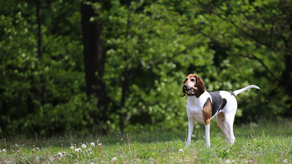 English Foxhound