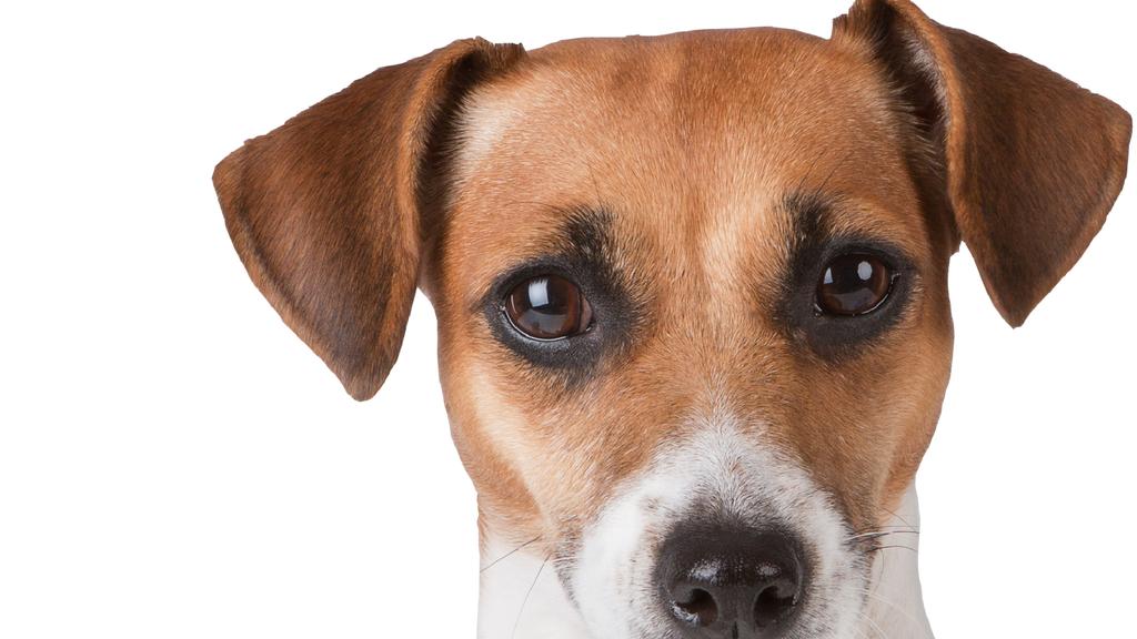 Life Stage Considerations icon