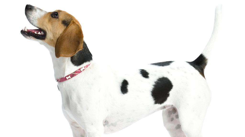 English Foxhound
