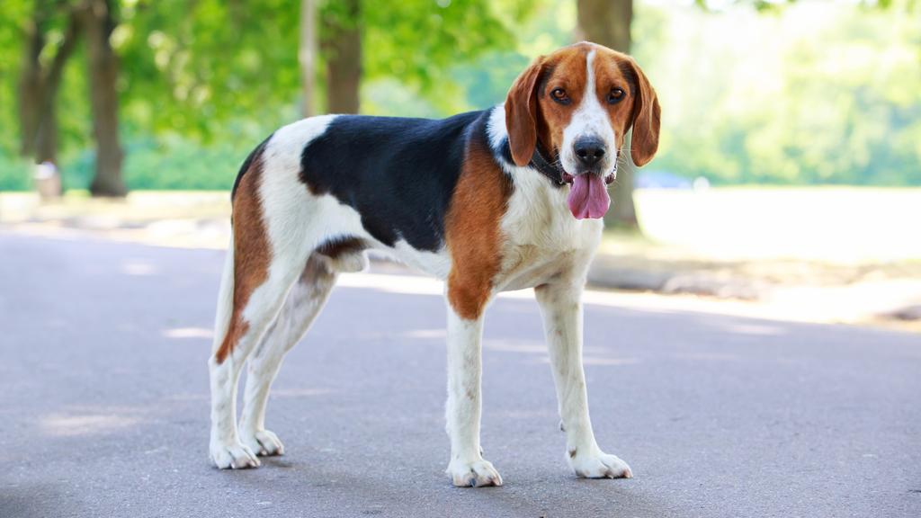 English Foxhound