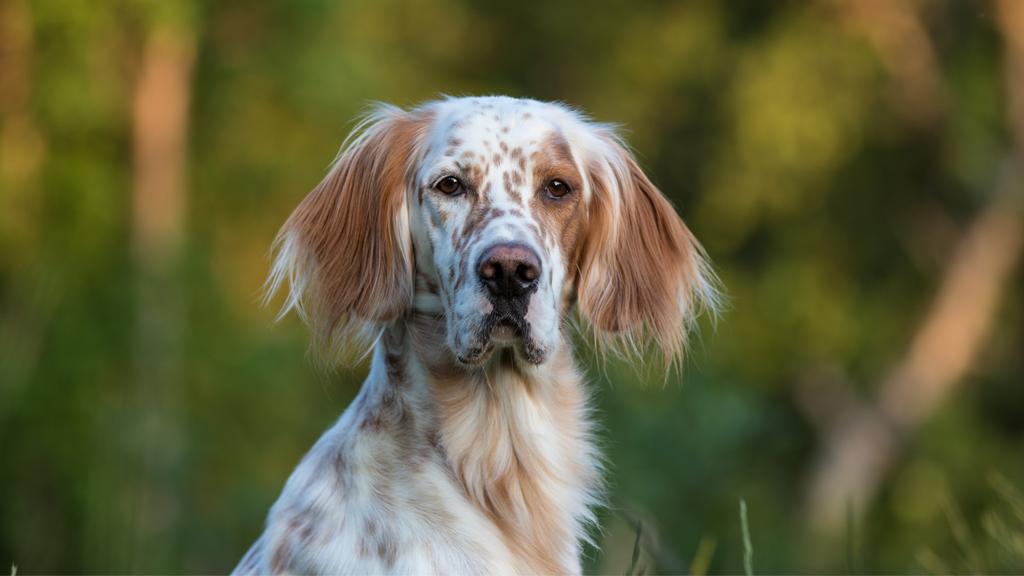 English Setter